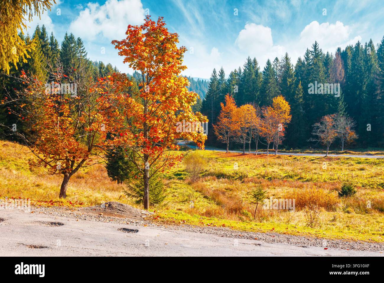 beautiful view of Ukraine countryside. sunny afternoon. wonderful autumn landscape in mountains. grassy field and colorful forest. outdoor scenery for Stock Photo