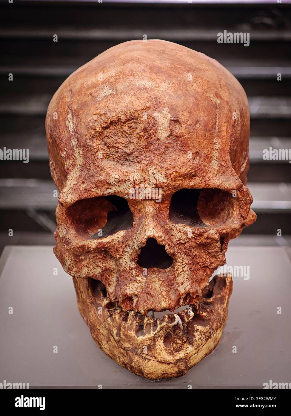 Cro magnon skull hi-res stock photography and images - Alamy
