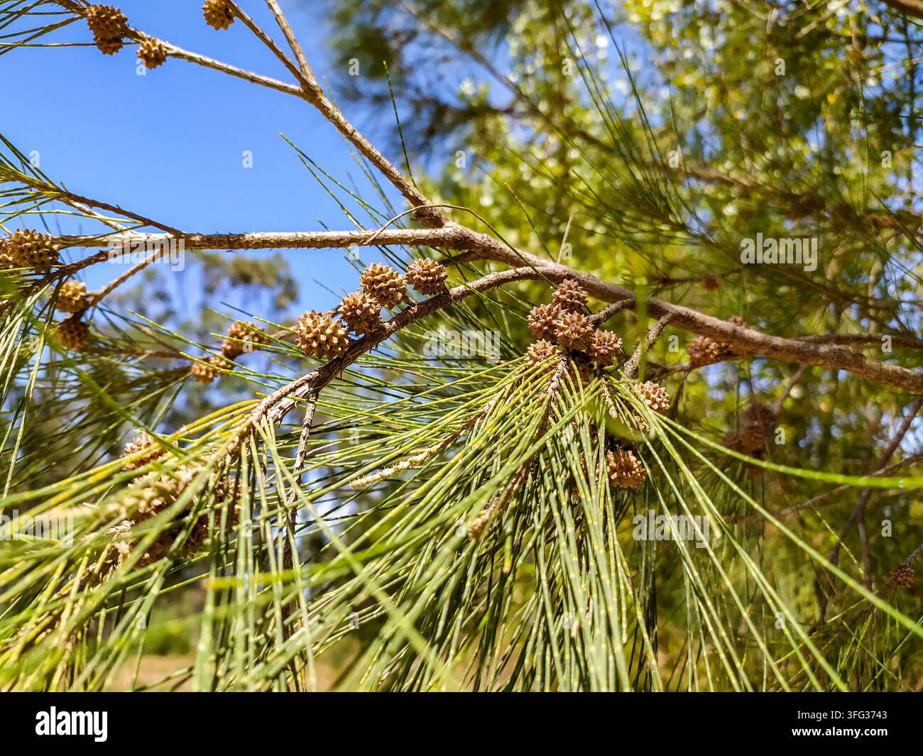 Closeup of vibrant green Casuarina sheoak branches with tiny brown cones against a clear blue sky, evoking a fresh, serene outdoor feeling. Perfect fo Stock Photo