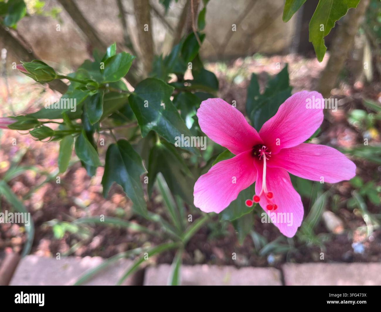 Pink hibiscus flower blooming among green leaves in tropical garden - Smartphone Captured Stock Image