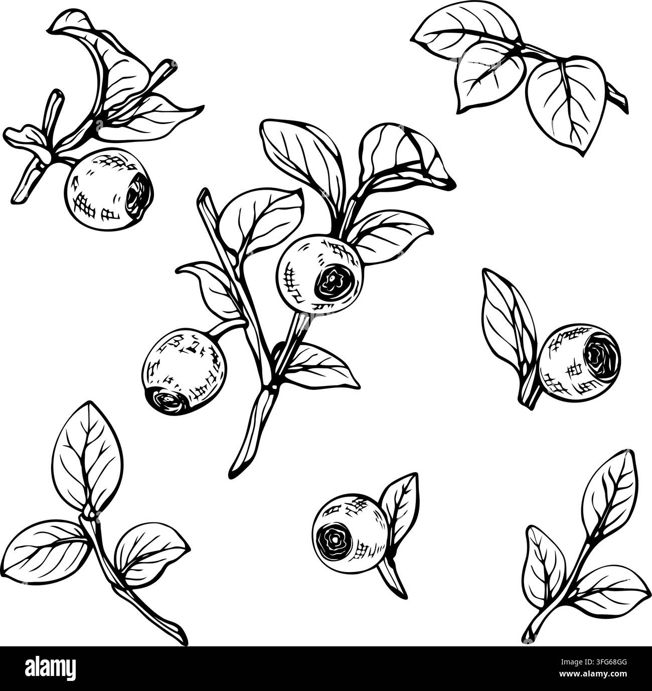 Hand drawn blueberry branches, leaves and berries vector illustration set. Engraving style ink sketch elements bundle isolated on white. Botanical Stock Vector