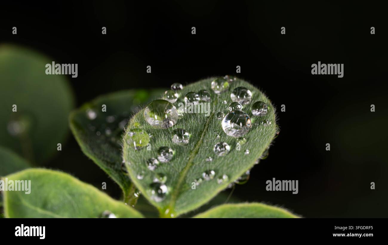 Fresh dew drops resting on vibrant green leaves after rainfall. Detailed macro nature image symbolizing freshness, growth, sustainability and natural Stock Photo