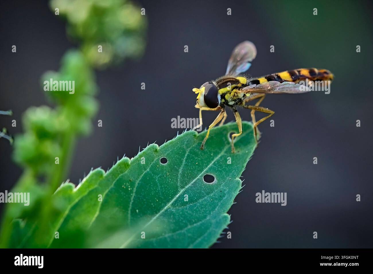 Gewöhnliche Langbauchschwebfliege  Sphaerophoria scripta . Gewöhnliche Langbauchschwebfliege  Sphaerophoria scripta . 20260626MIC0022 *** Common Long-bellied Hoverfly, Sphaerophoria scripta Common Long-bellied Hoverfly, Sphaerophoria scripta 20260626MIC0022 Stock Photo