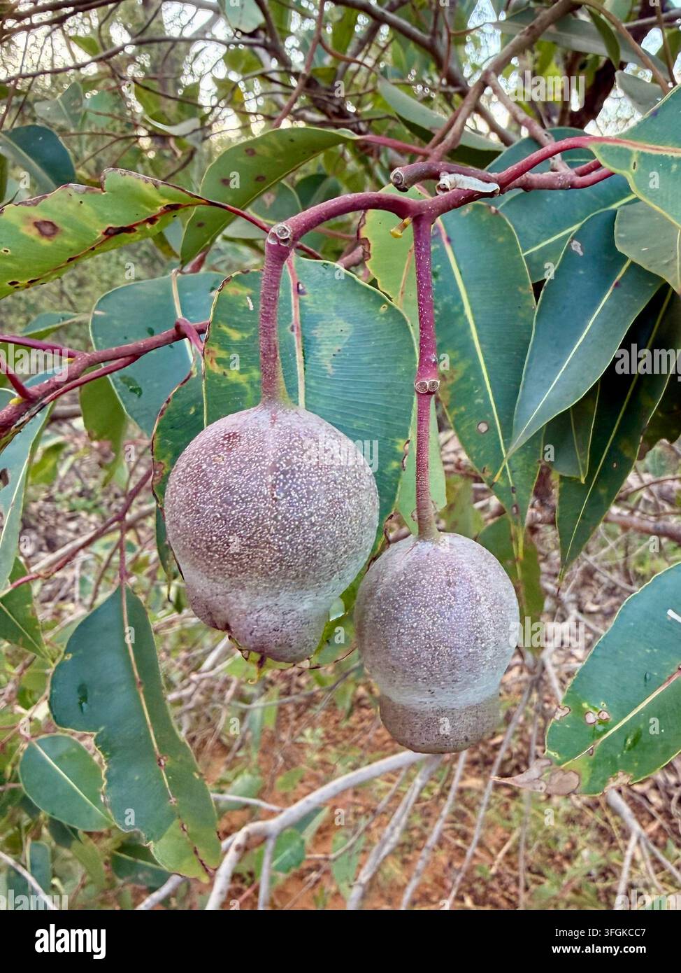 Fruit australian native bush hi-res stock photography and images - Alamy