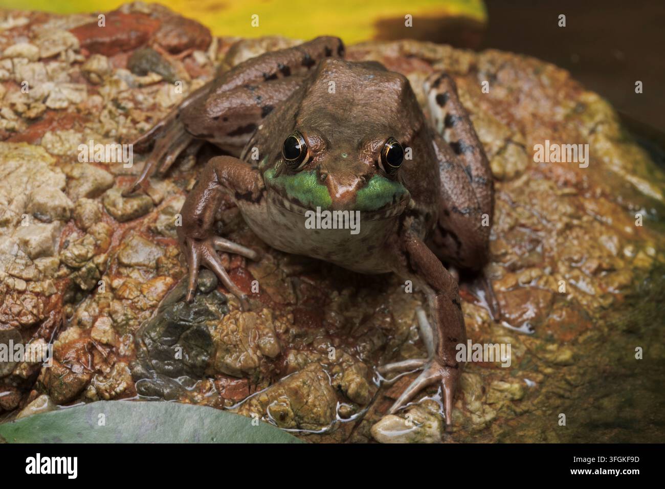 green frog, Lithobates clamitans, Maryland Stock Photo