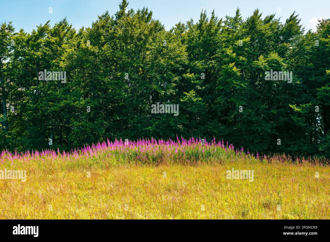 fireweed bloom on the meadow near beech forest. wild purple herb in Carpathian mountains on a late summer day Stock Photo