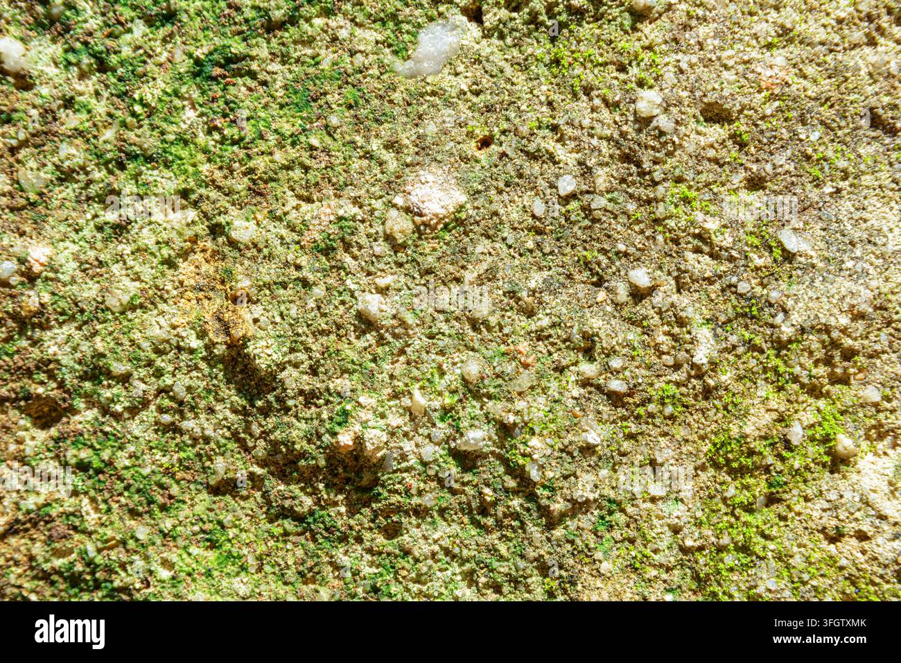 Grainy cement texture background. Moistly mossy old wall surface Stock Photo