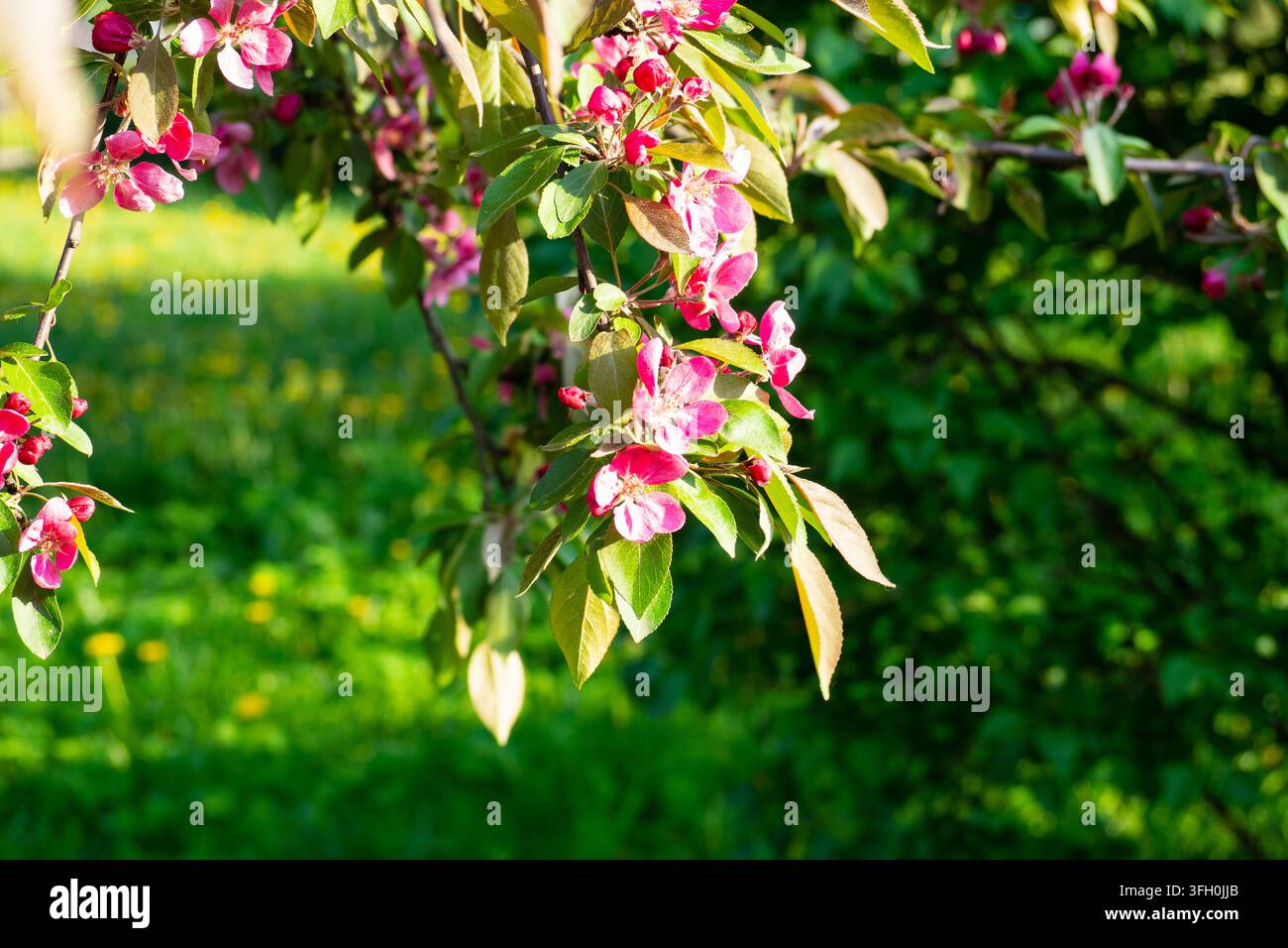 Lovely blooming apple tree branch with bright pink flowers in sunny park. Beautiful natural background for spring seasonal designs Stock Photo