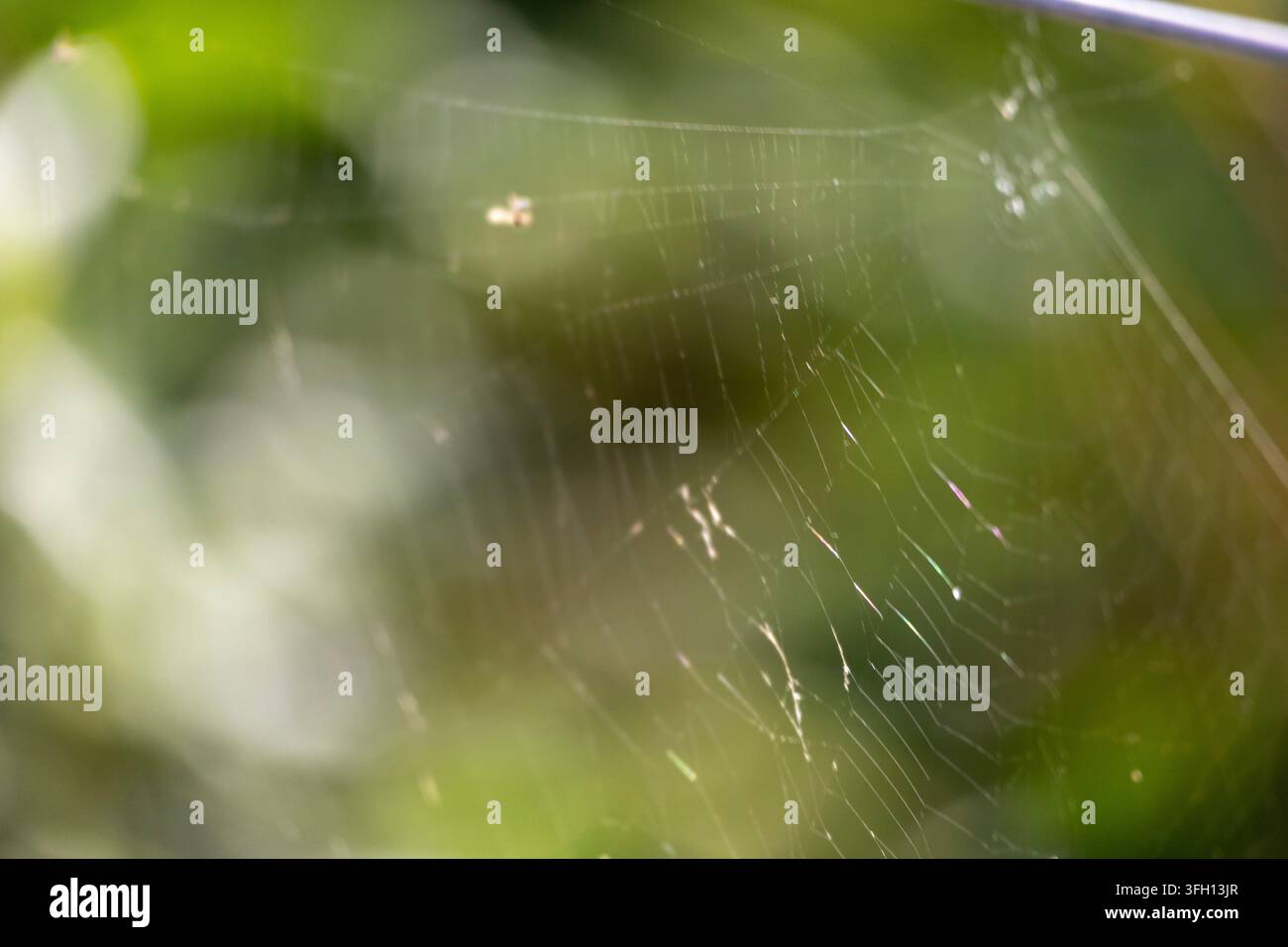 Delicate spider web threads catching backlight against a green bokeh background Stock Photo