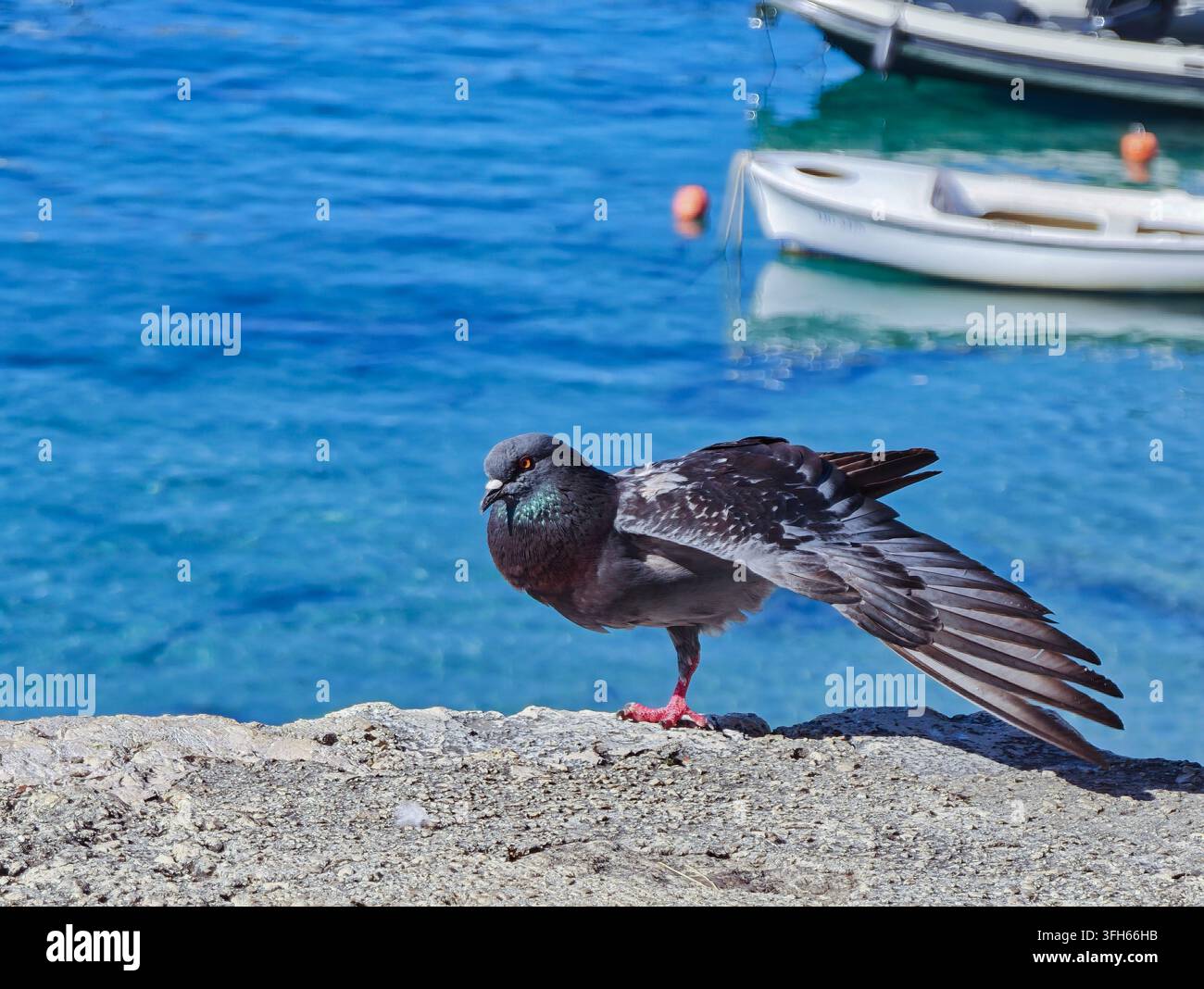 A vibrant pigeon stands gracefully on a concrete ledge overlooking sparkling blue seawater with docked white boats in the background. - Smartphone Captured Stock Image