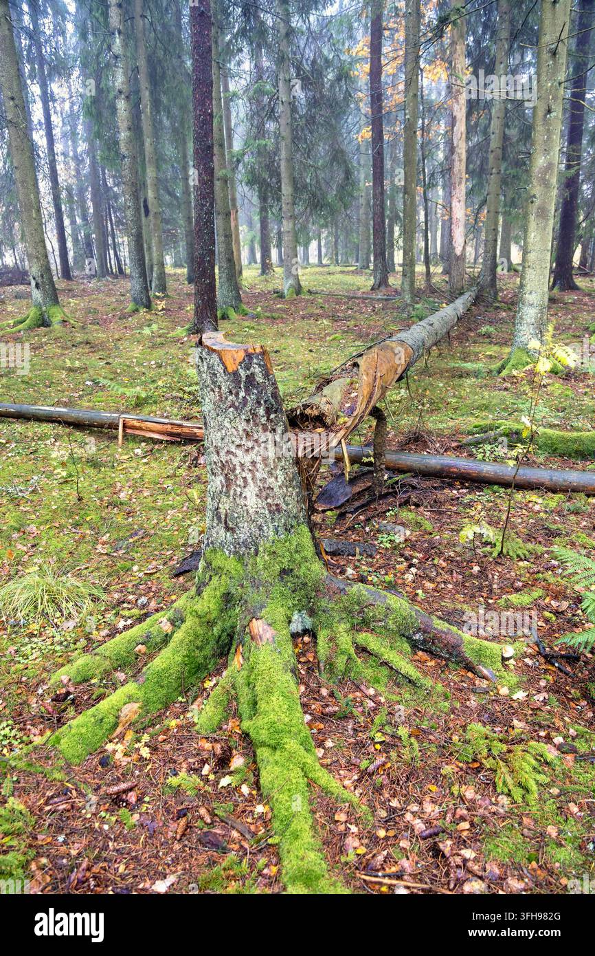 Tree stump with a fallen trunk in a spruce forest Stock Photo