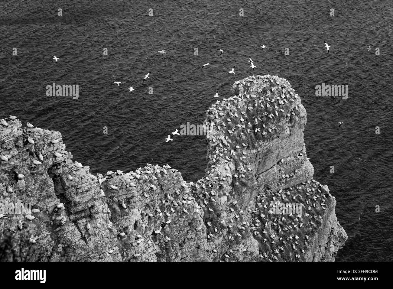 Colony Ridge Northern gannets colony cliff Black and White Stock Photos & Images - Alamy