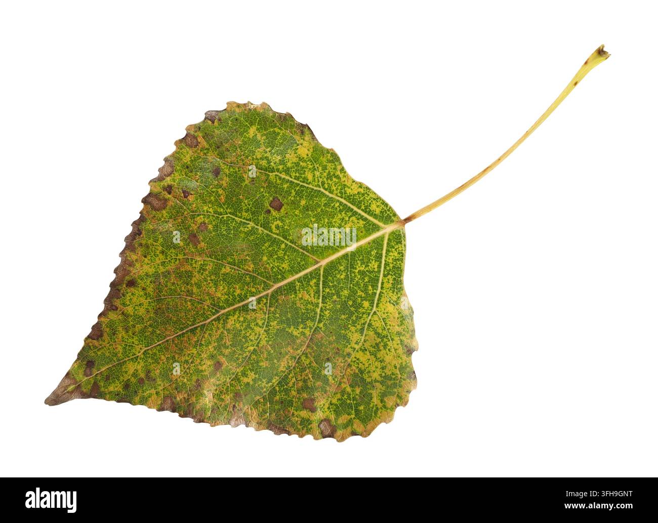 Autumn leaf isolated on white background Stock Photo
