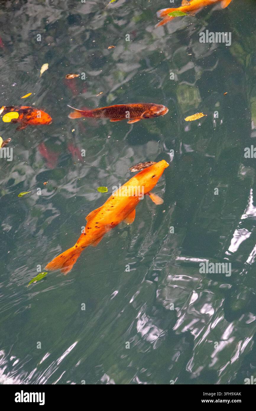 Vector Fish Pond Orange, red and dark colored koi fish swimming beneath the rippling ...