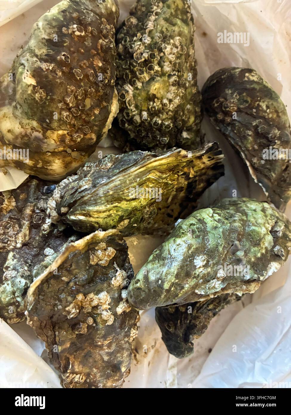 Pacific Oyster also called Rock Oyster, Crassostrea Gigas, grown on Wild Atlantic Way in County Donegal, Ireland . - Smartphone Captured Stock Image