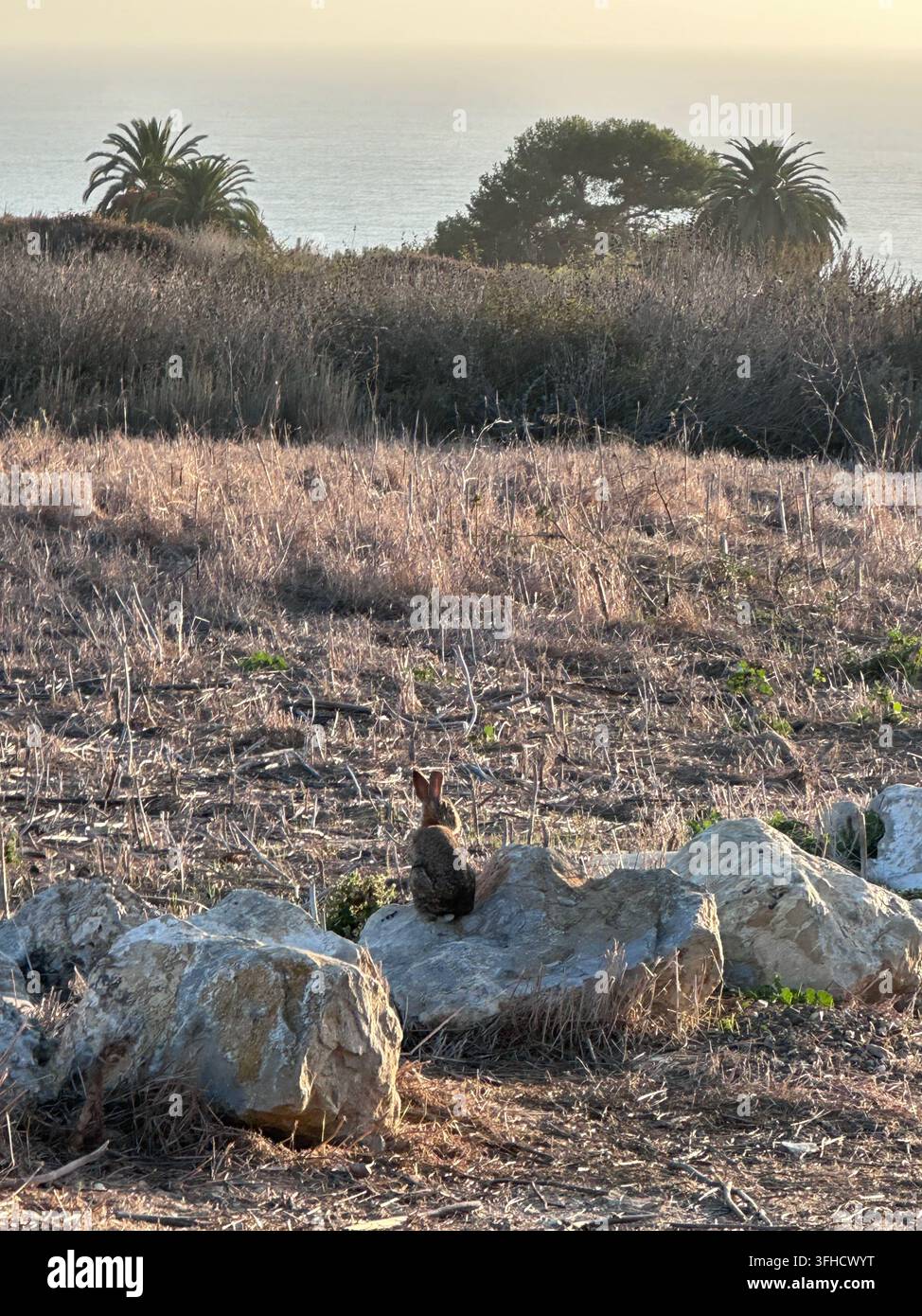 Wild rabbit sits on a rock facing the Pacific Ocean at sunset along the Southern California coast. - Smartphone Captured Stock Image