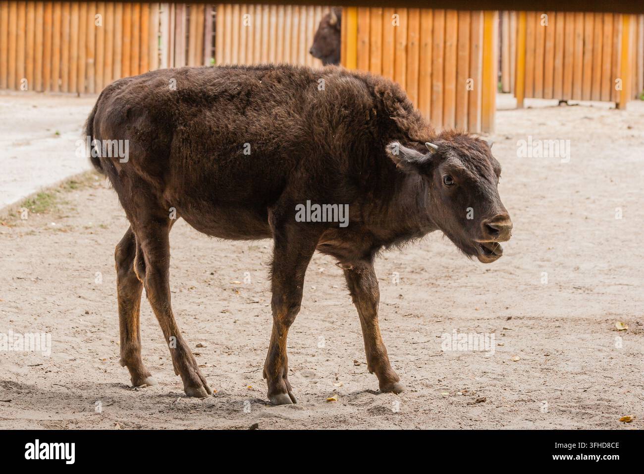Young beautiful bison close-up Stock Photo