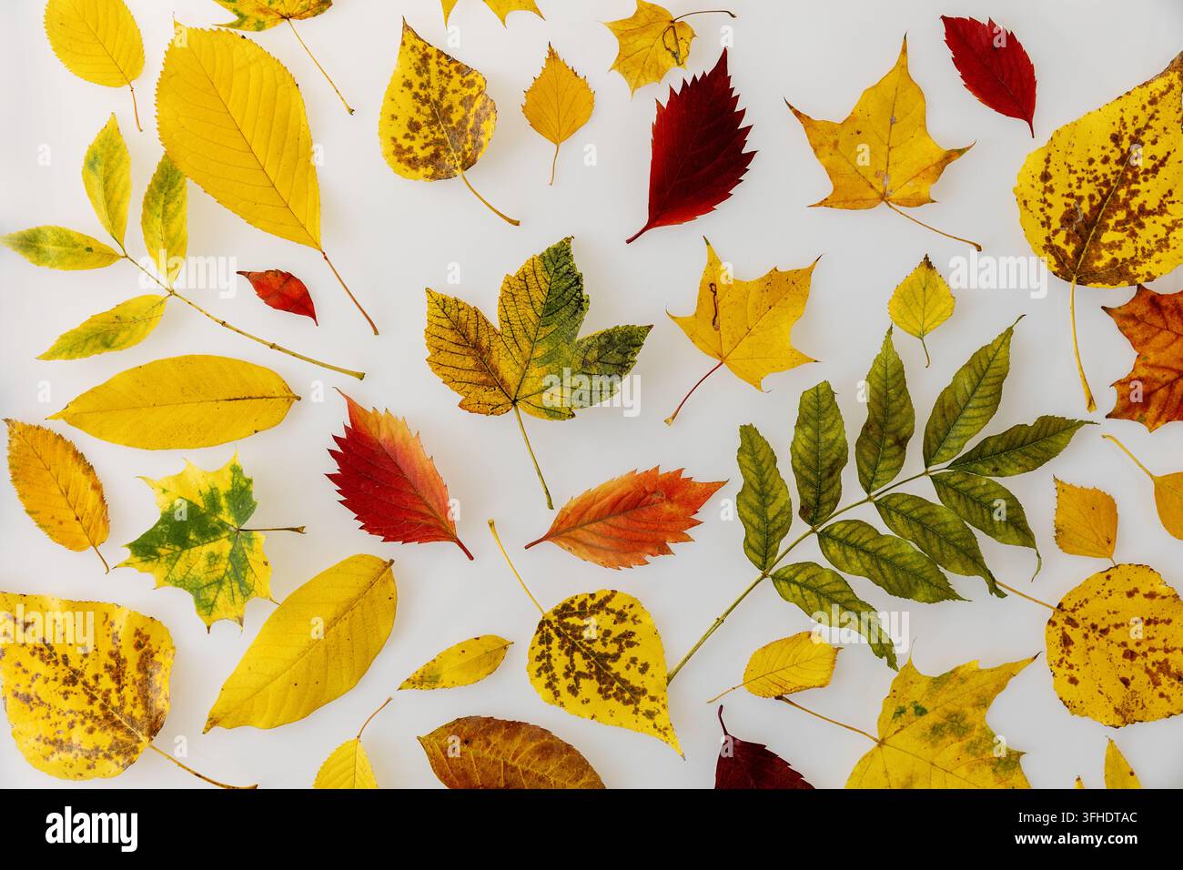 Autumn leaves arranged on white background Stock Photo