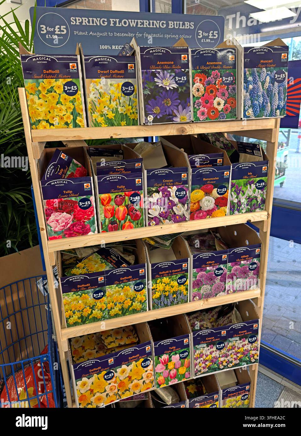 Spring-flowering bulbs and colourful garden plants displayed for sale outside a UK supermarket. Stock Photo