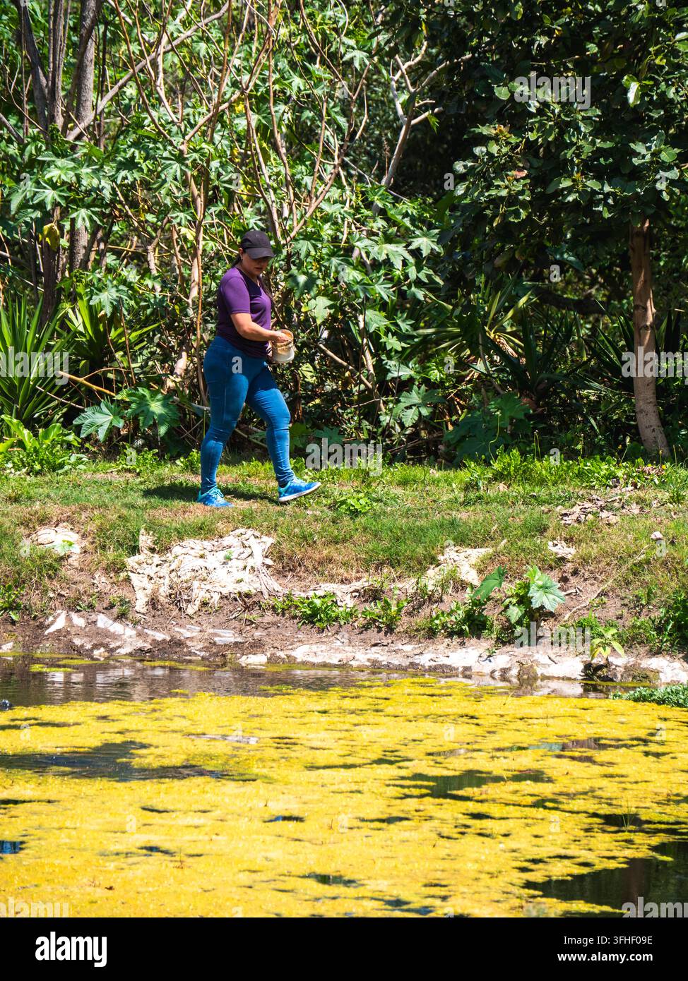 Vector Fish Pond Woman feeding tilapia fish beside a pond surrounded by lush vegetation ...