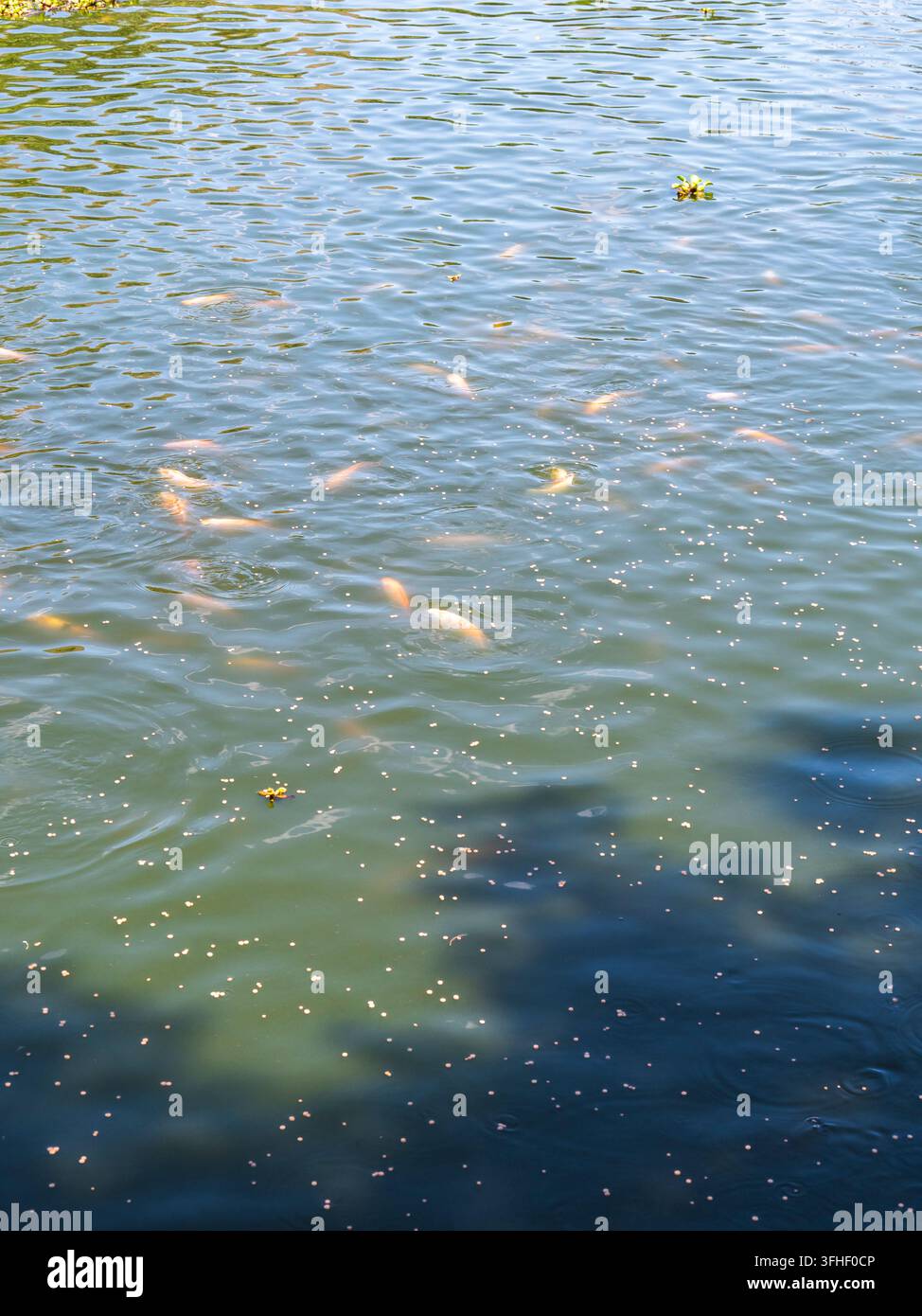 Vector Fish Pond Group of tilapia fish swimming near the surface of a freshwater pond ...