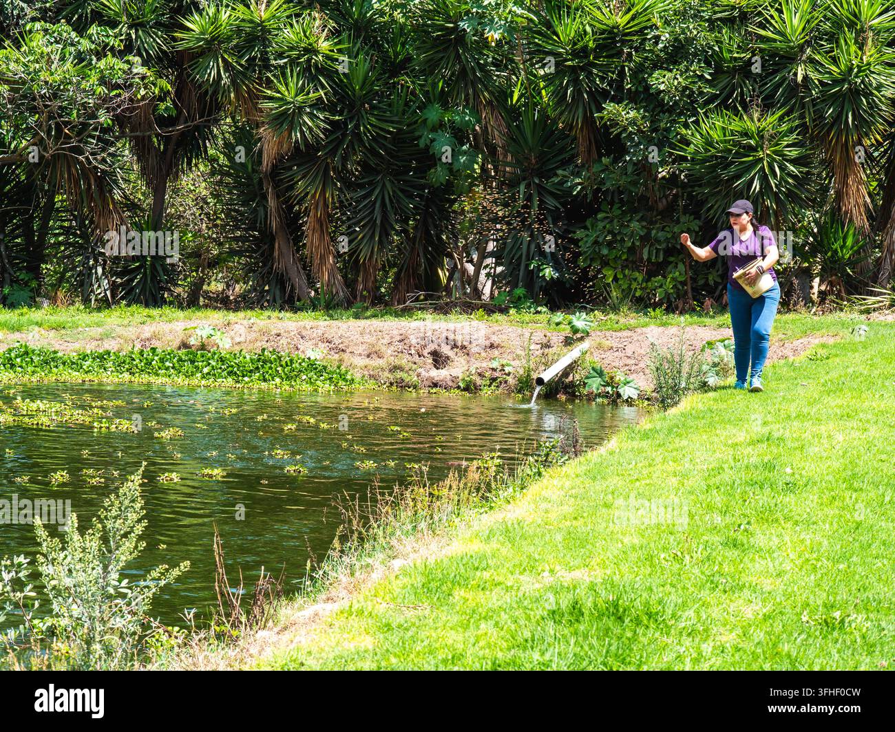 Vector Fish Pond Woman feeding tilapia fish beside a pond surrounded by lush vegetation ...