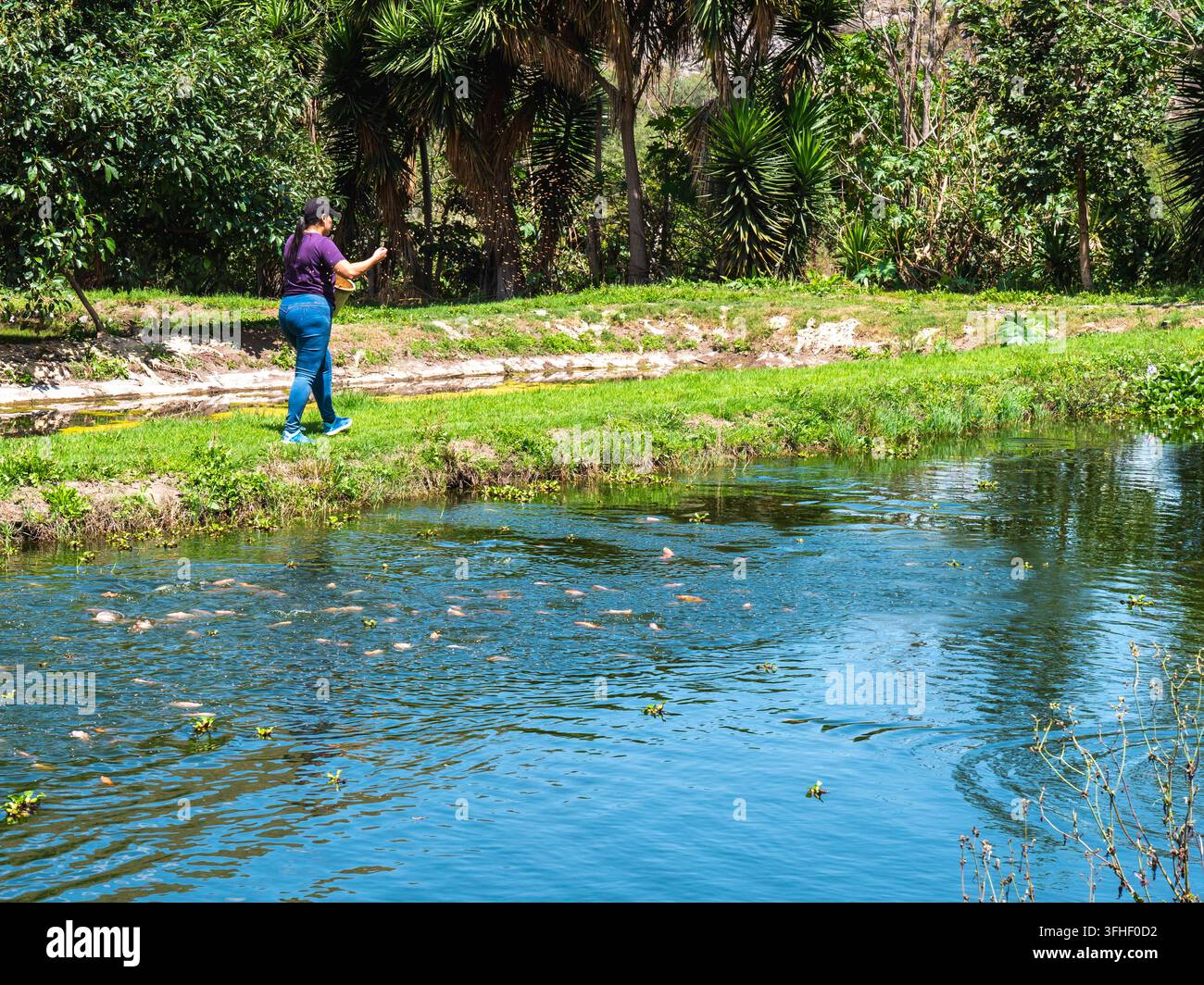 Vector Fish Pond Woman feeding tilapia fish beside a pond surrounded by lush vegetation ...