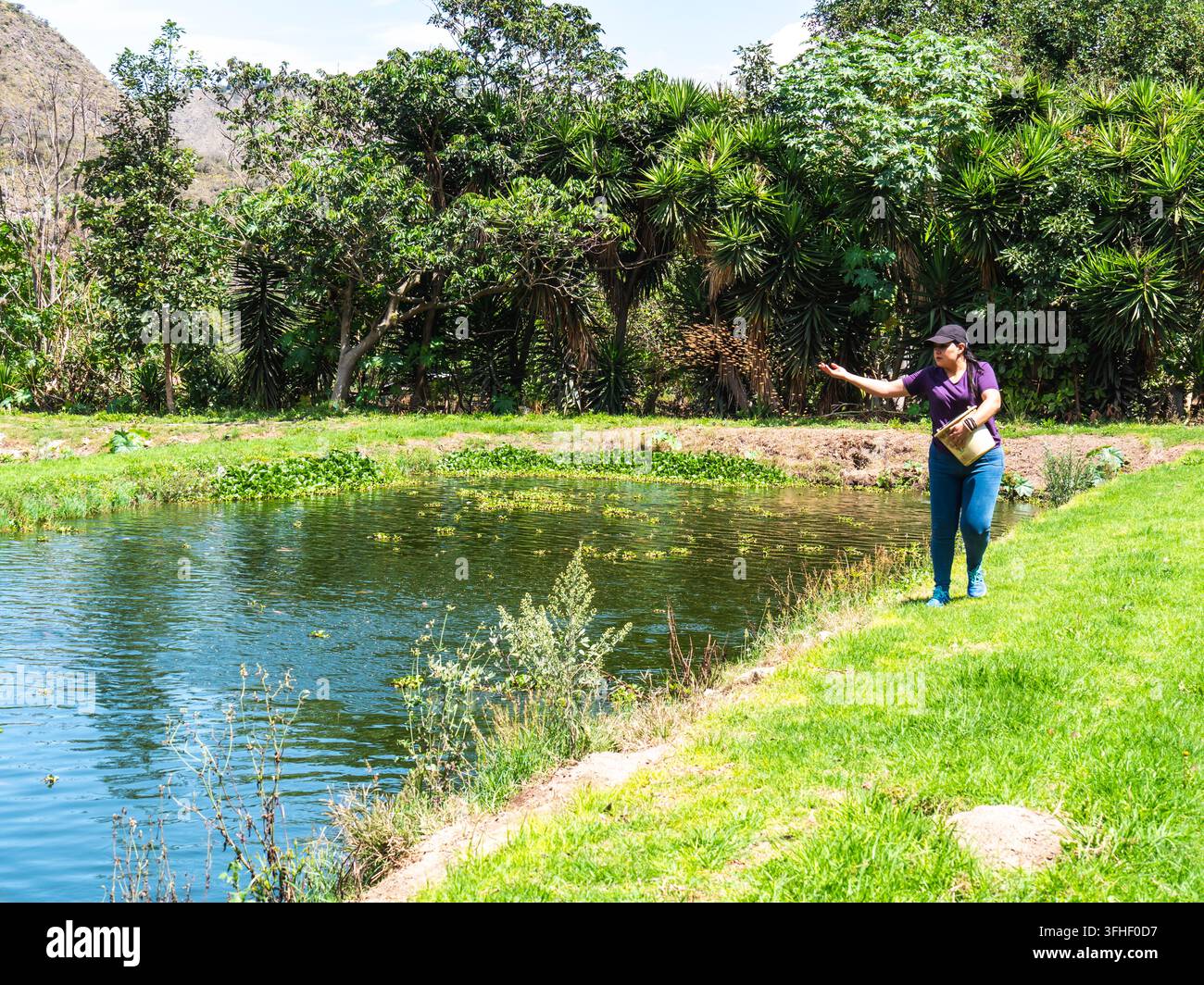 Vector Fish Pond Woman feeding tilapia fish beside a pond surrounded by lush vegetation ...