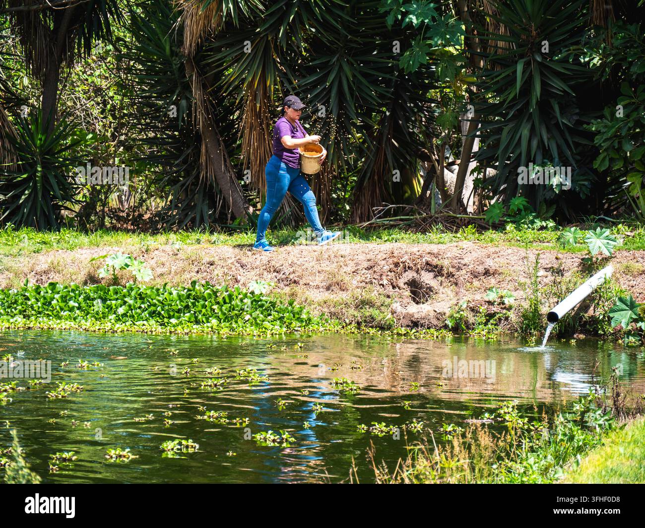 Vector Fish Pond Woman feeding tilapia fish beside a pond surrounded by lush vegetation ...