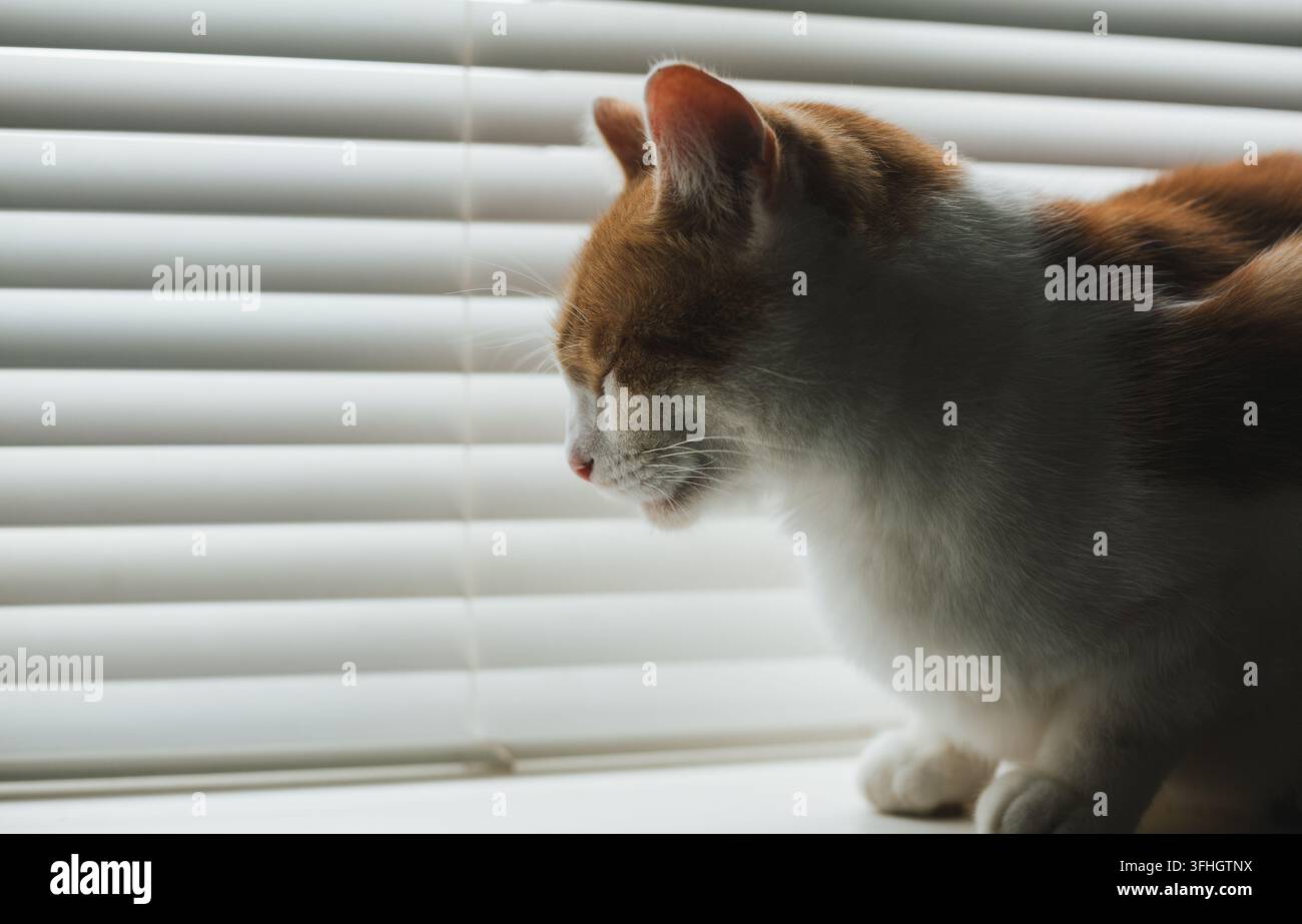 a white and ginger tabby cat snoozing peacefully by the window covered with white blinds Stock Photo