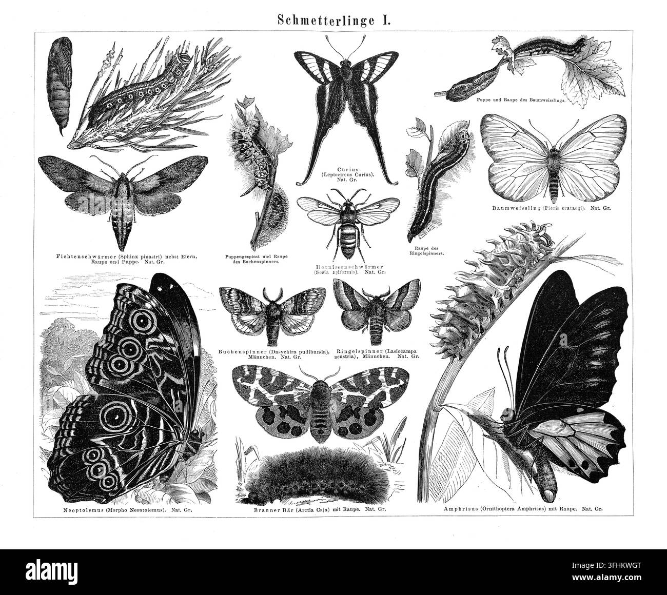 Victorian insect collection Black and White Stock Photos & Images - Alamy