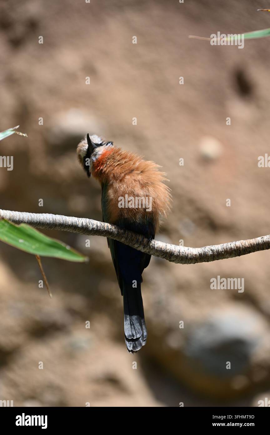 Small songbird perched hi-res stock photography and images - Alamy