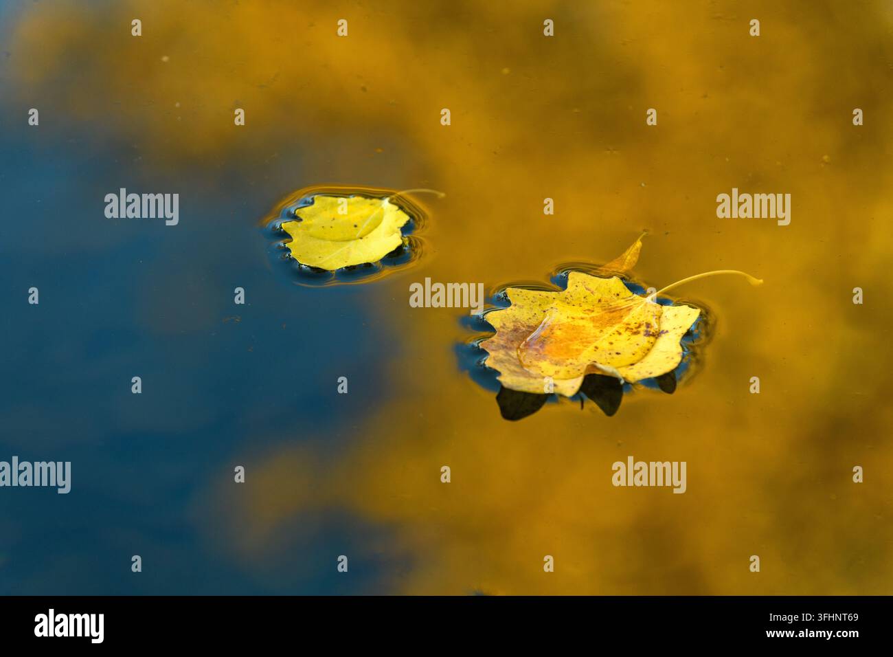 Fallen leaves floating on the water in autumn. Stock Photo
