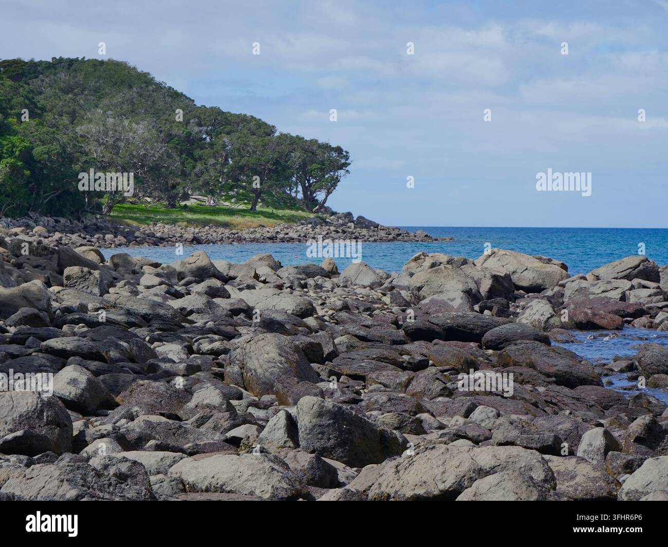 Native Pointing Tree Ti point flora hi-res stock photography and images - Alamy