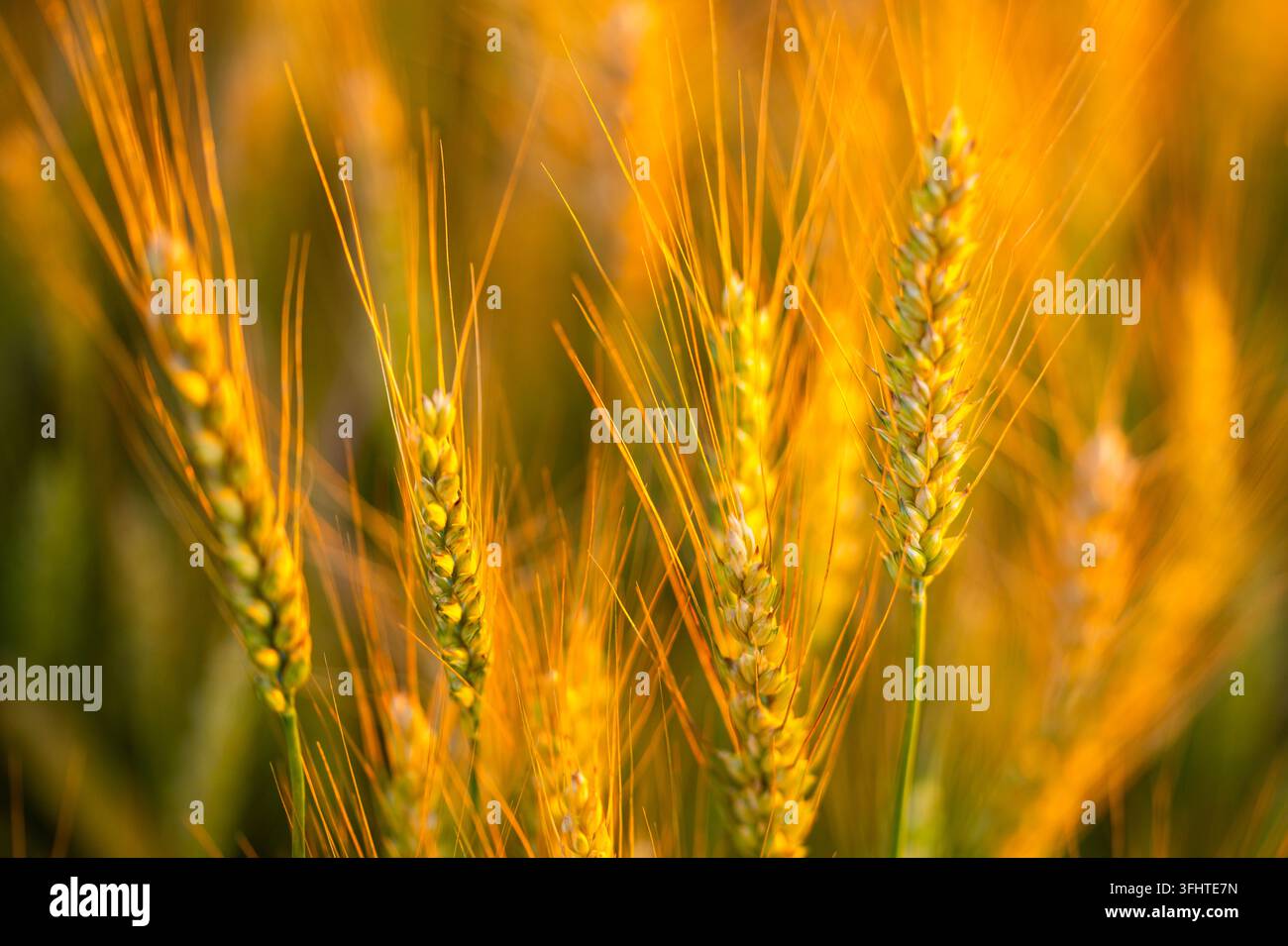 Wheat spike defines foreground. Wheat catches orange light. Warm wheat ...