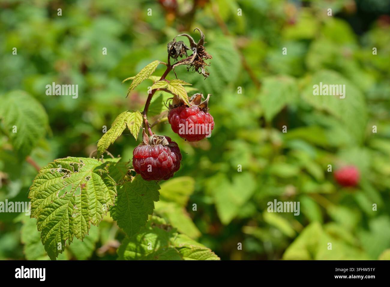 Close-Up of Fresh Red Raspberries Growing on the Bush Stock Photo