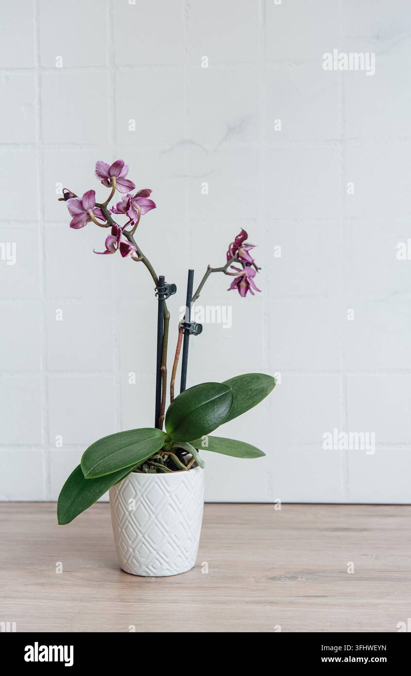 Closeup of purple phalaenopsis orchid in pot Stock Photo