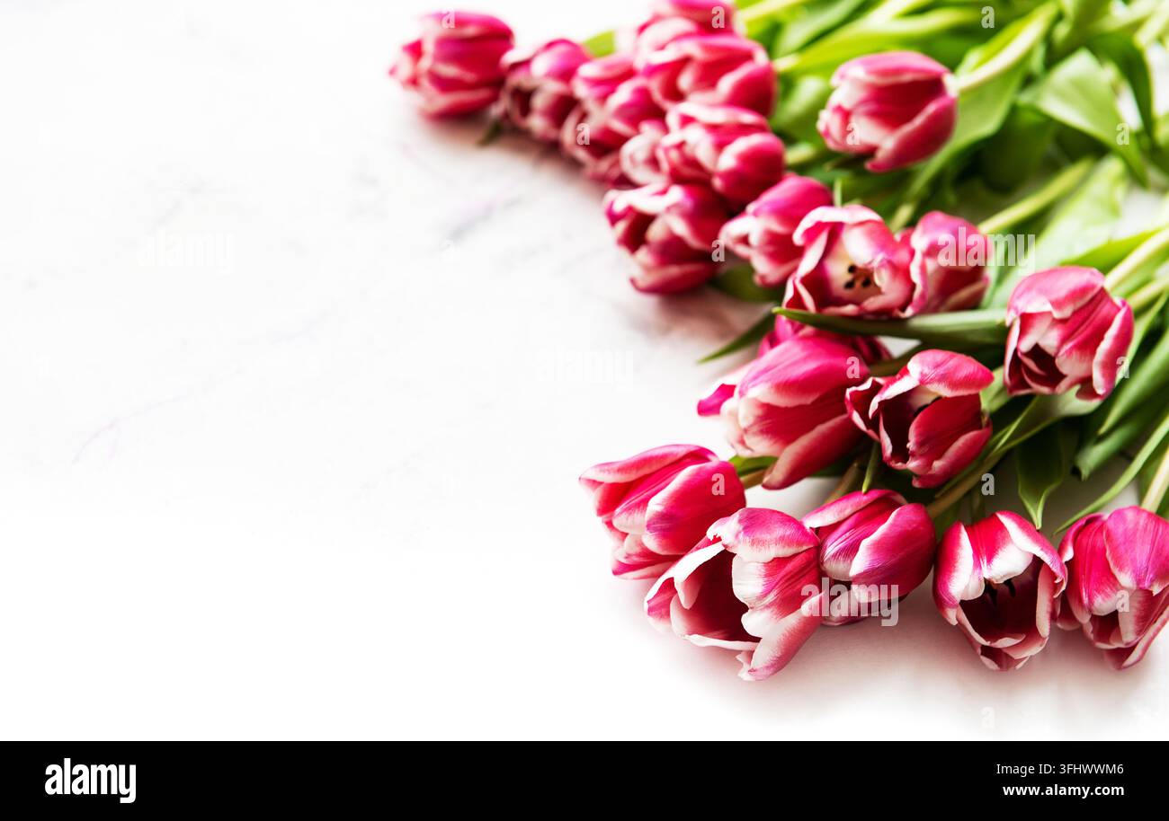 Pink spring tulips on a white marble  background Stock Photo
