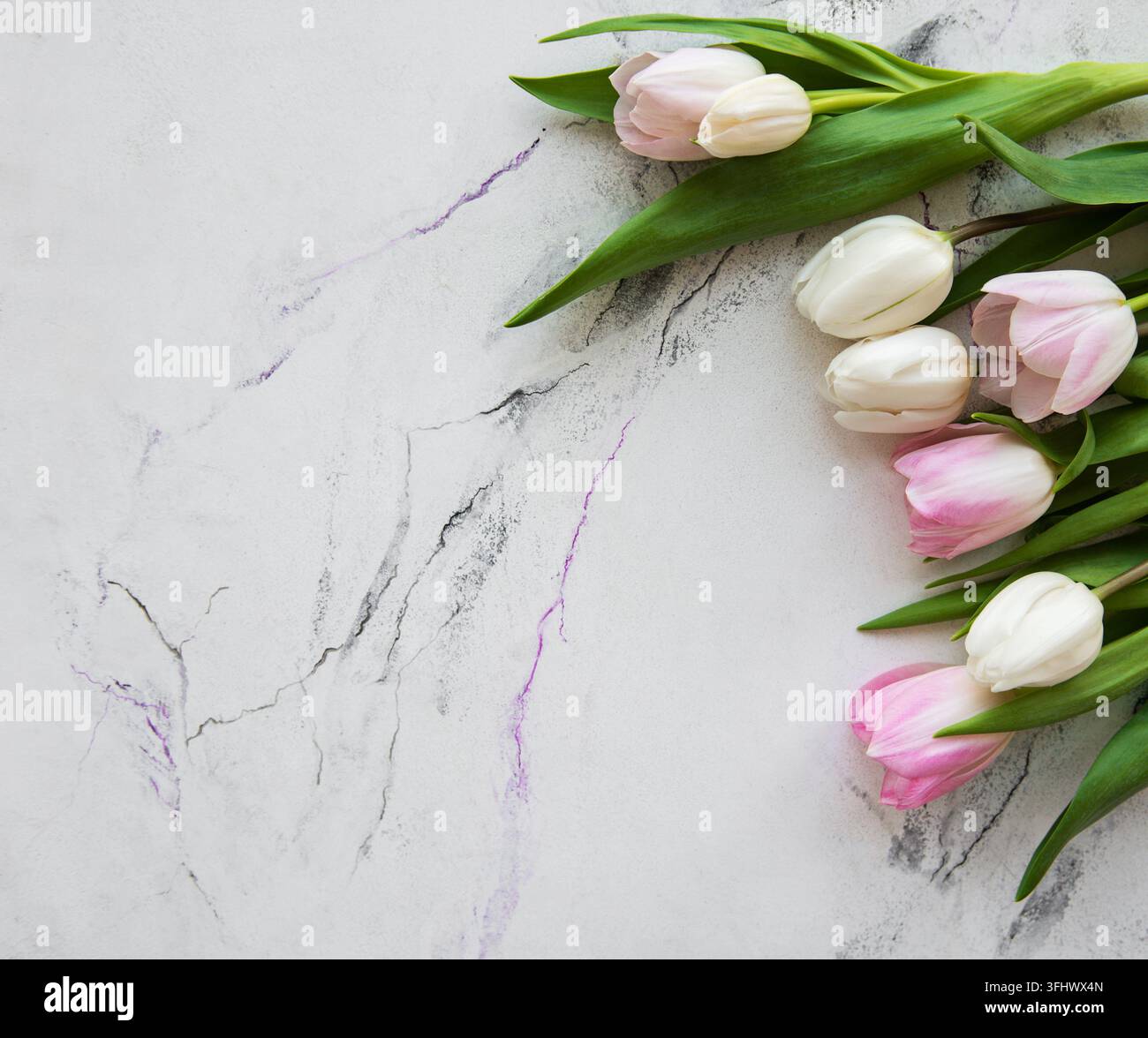 Pink spring tulips on a white marble background Stock Photo