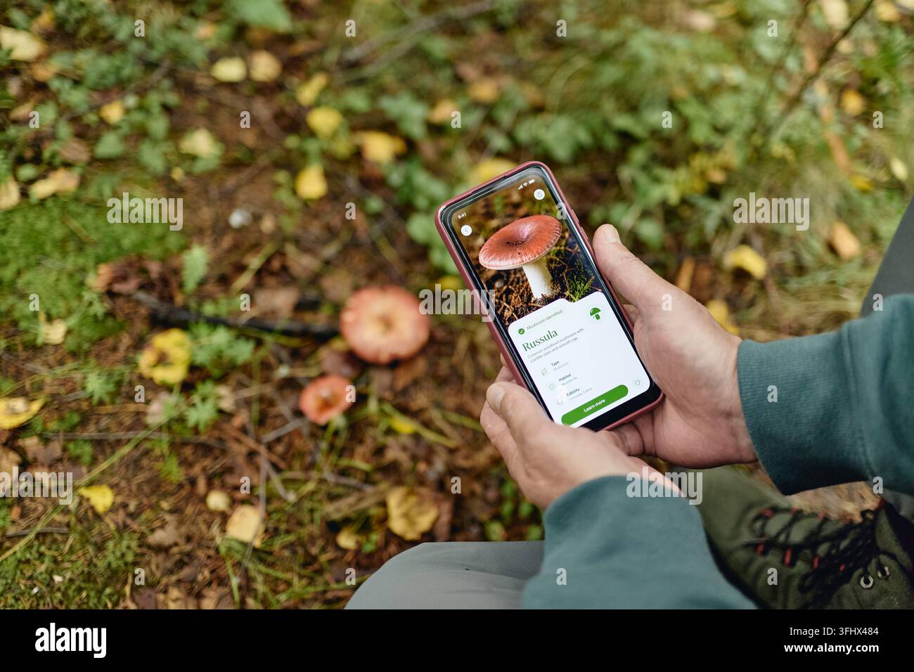 Senior Man Using Smartphone App for Mushroom Identification Stock Photo