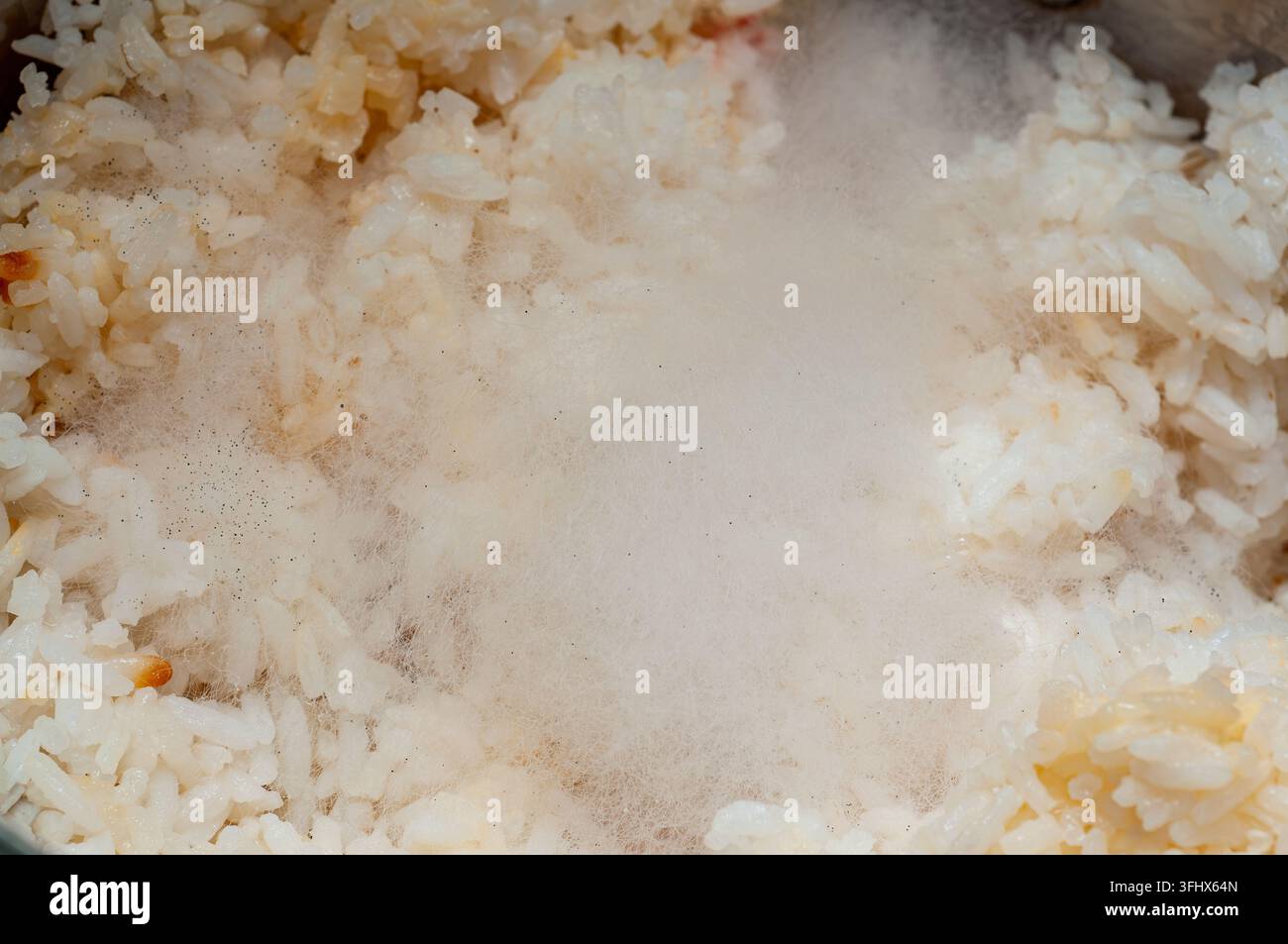 Grow Rice Vector Detailed view of fuzzy white and gray mold colonies spreading across ...