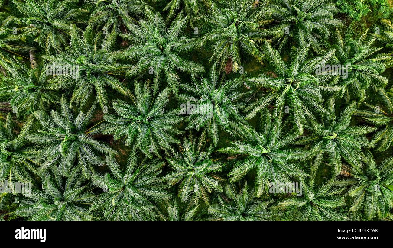 Vibrant palm oil trees in lush green landscape of Bangkok, Thailand Stock Photo