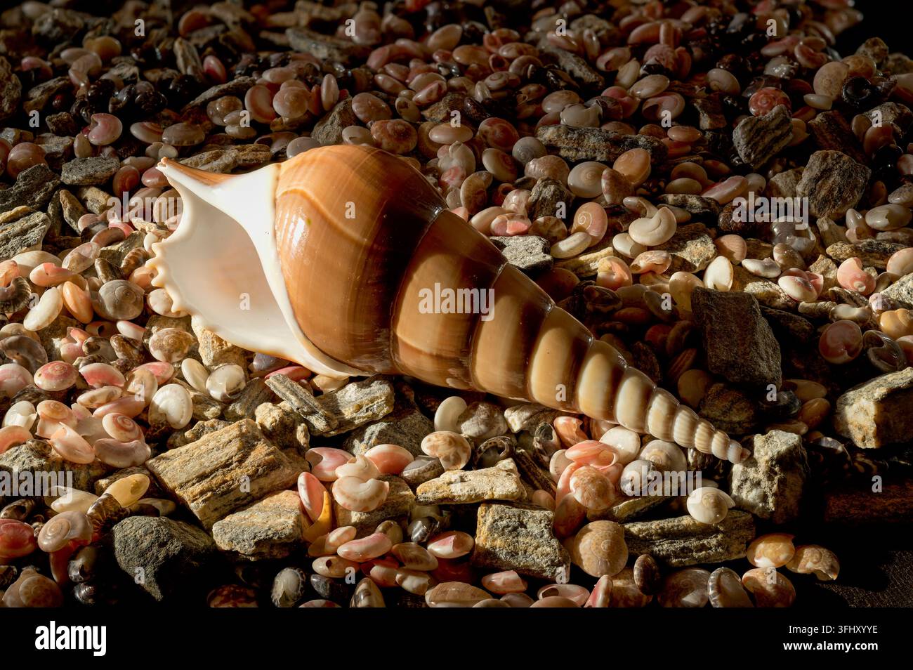 Long Spiral Conch Shell Lying on Small Pebbles and Seashells Stock Photo