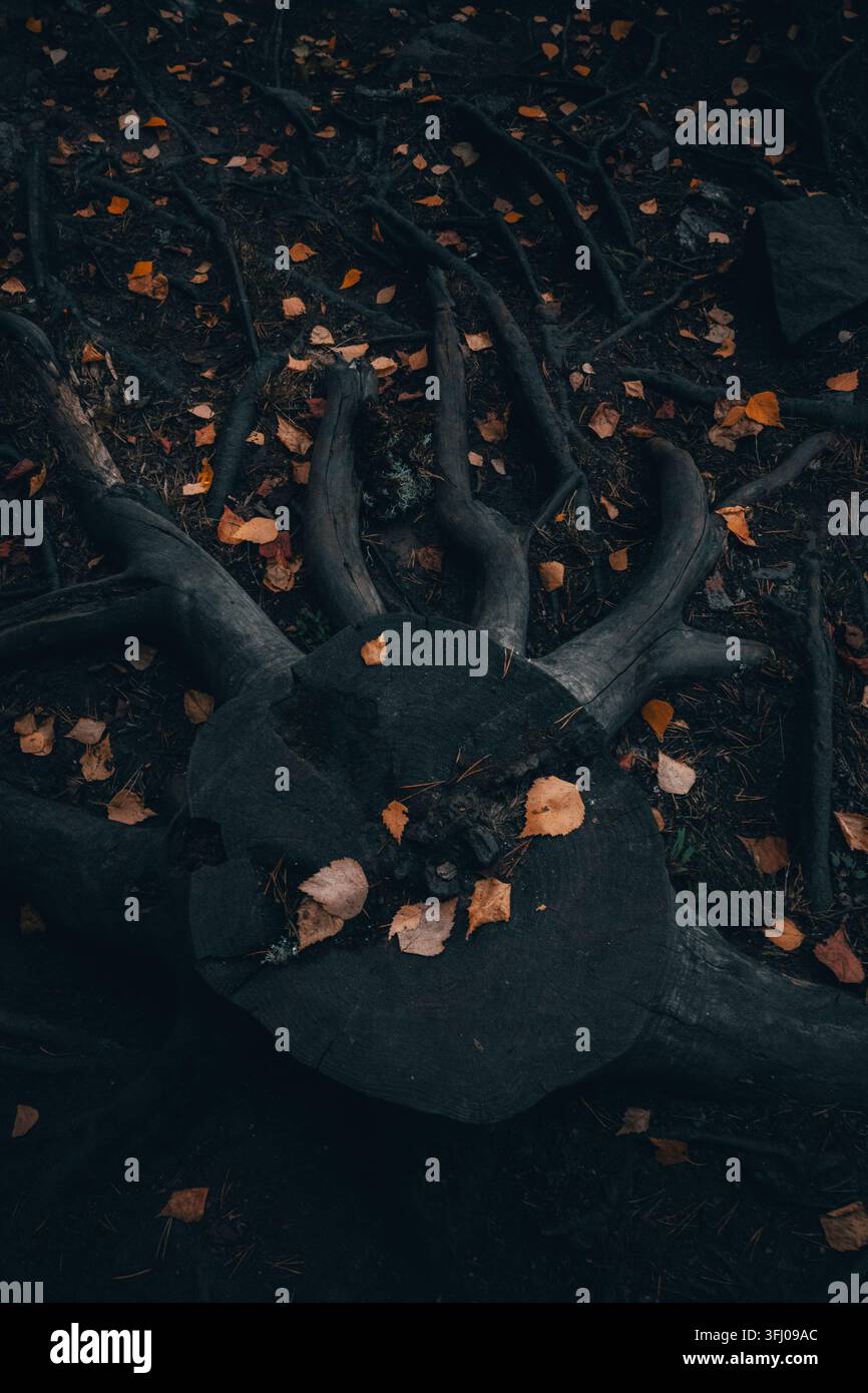 Fallen autumn leaves on a dark tree stump and roots Stock Photo