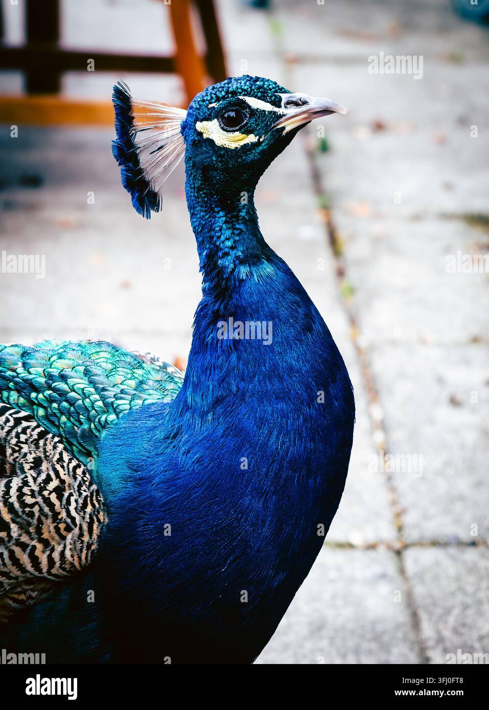 Indian peafowl, Pavo cristatus, standing beside the Garden Café at Sheffield Park and Garden, East Sussex, England - Smartphone Captured Stock Image