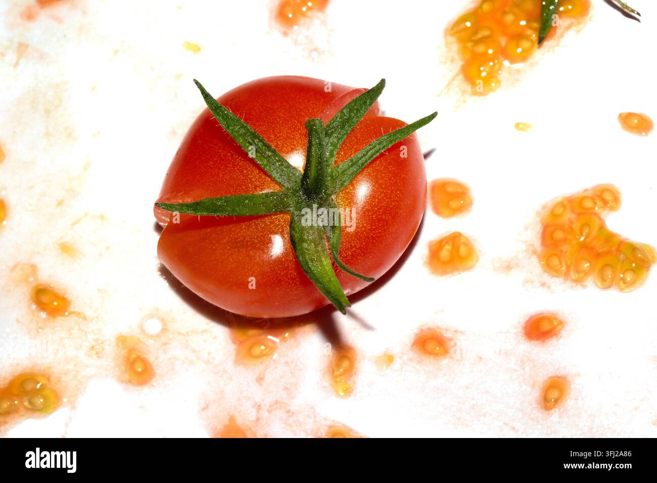 A squashed splattered and crushed broken fresh tomato with seeds Stock Photo