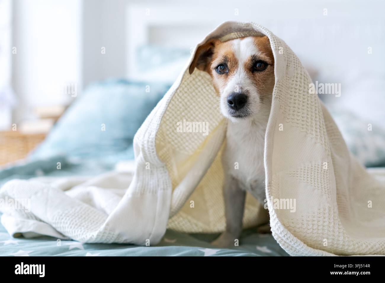 Small terrier climbing out of a rumpled blanket on an unmade bed in ...