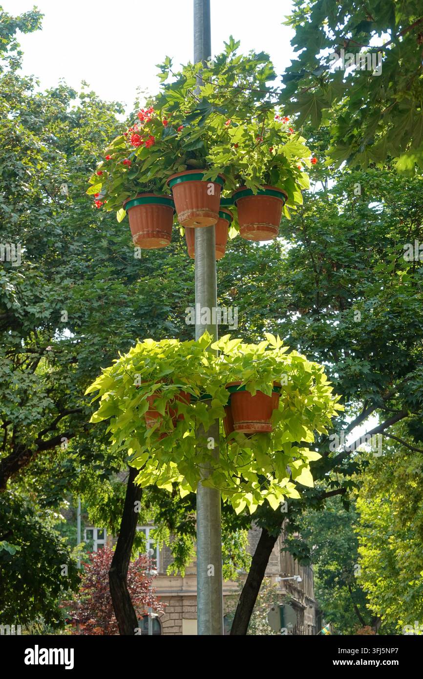 Budapest, Begrünung // Budapest, Greenery Stock Photo