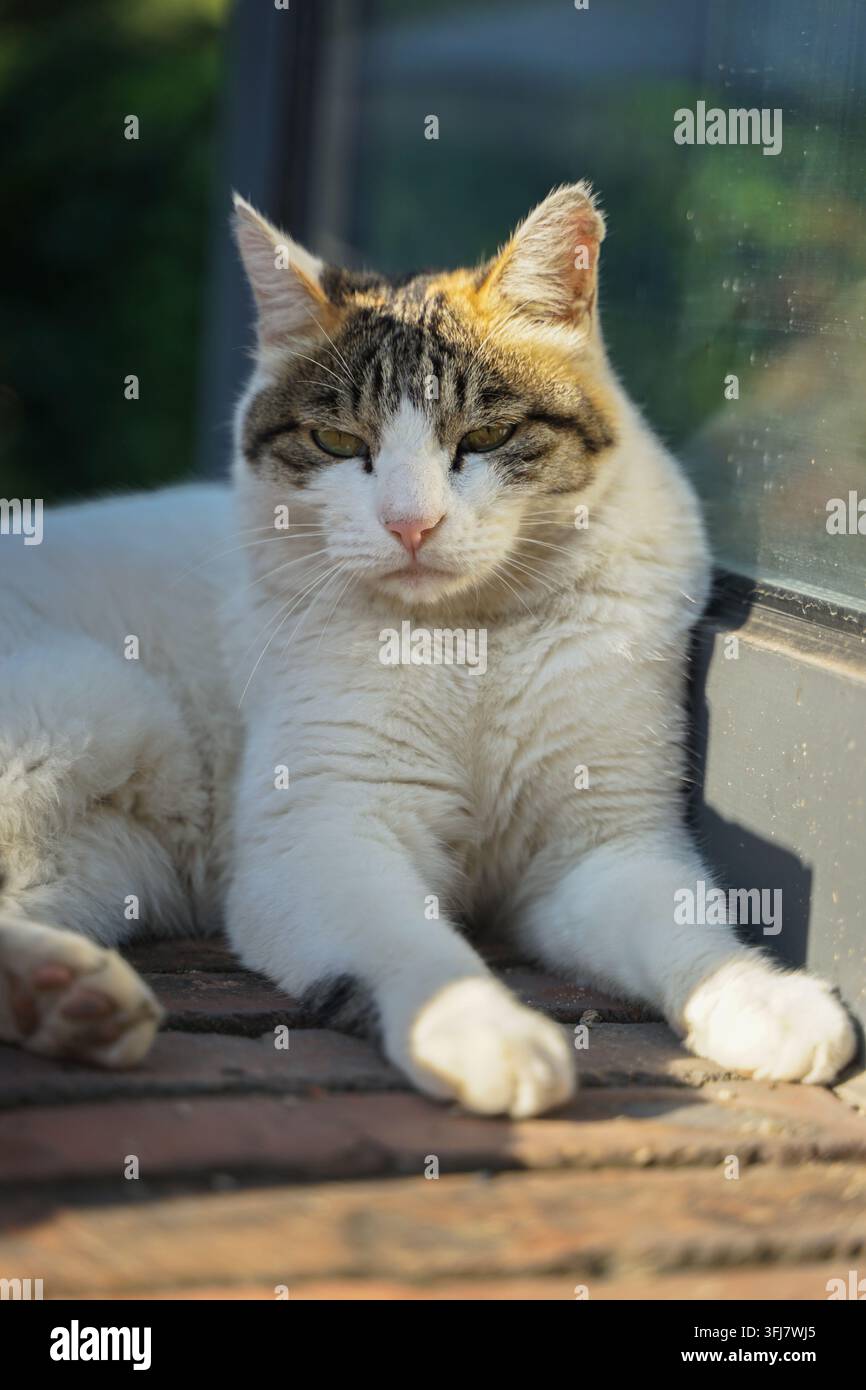 White cat sunbathing on red brick floor by the window Stock Photo