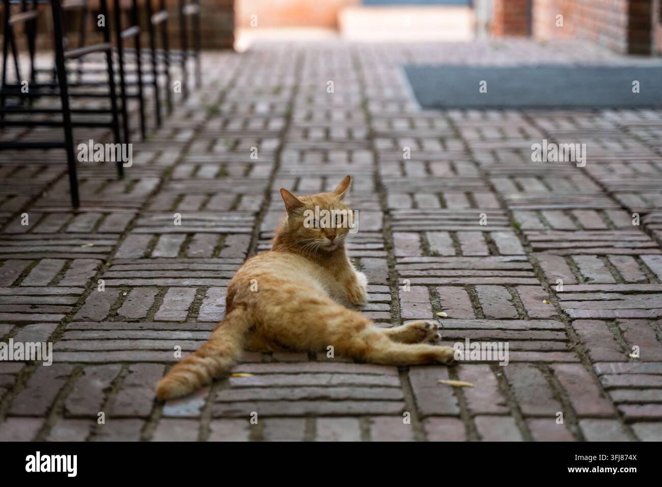 Orange cat lying lazily on red brick pavement Stock Photo
